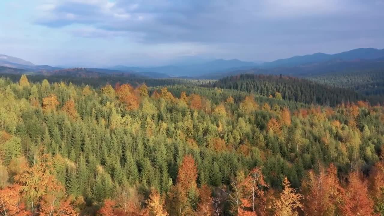 Enchanting Autumn Forests with Beautiful Piano Music