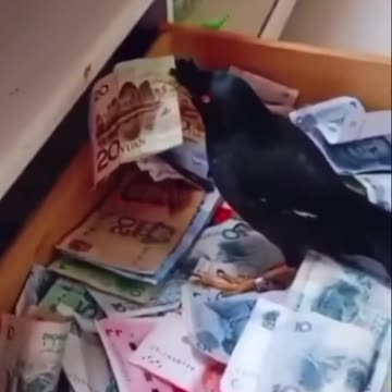 Wise Bird collecting Money