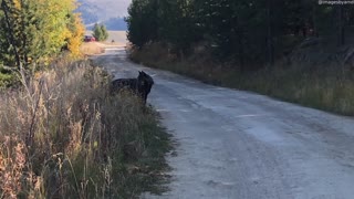 Wolf Howls at Yellowstone