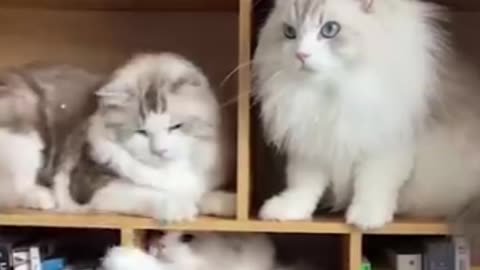 Cats funny moments.#viral #Rumblereel