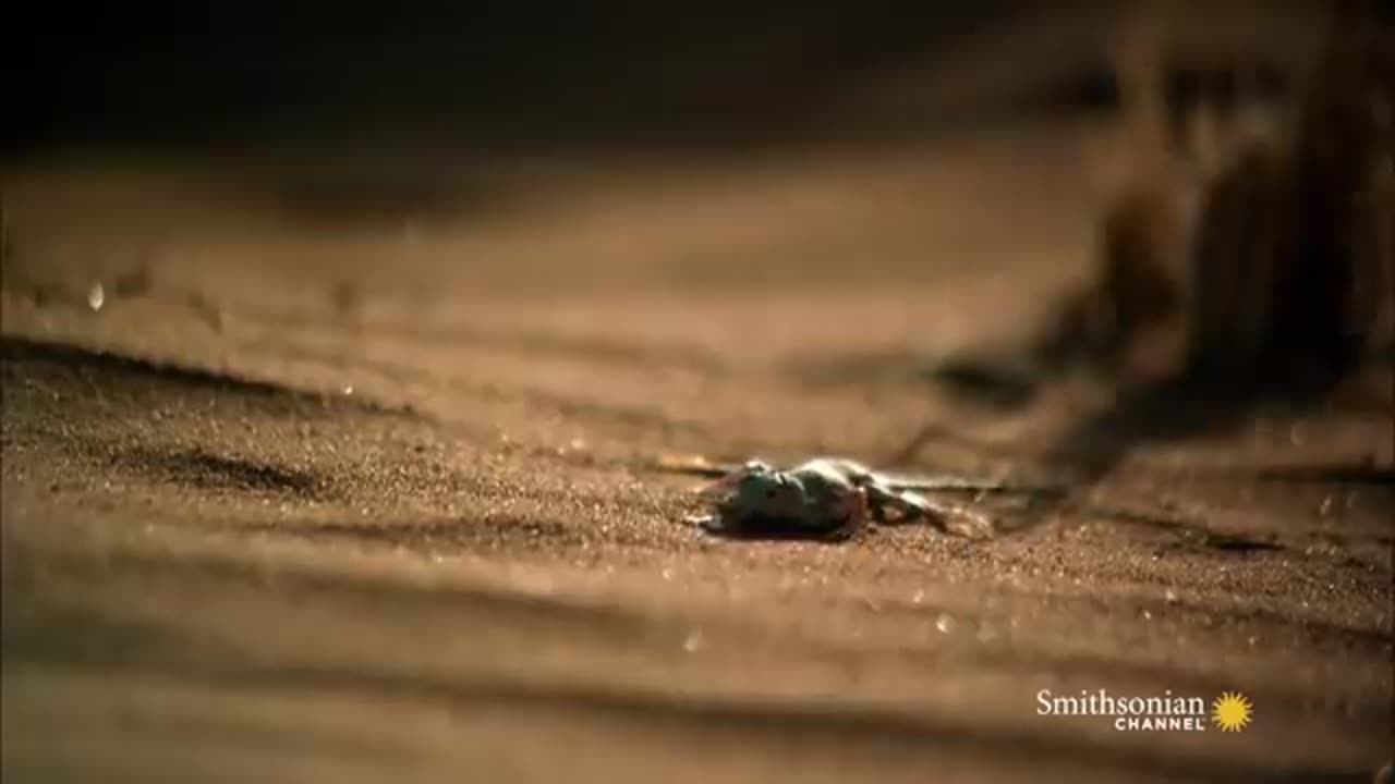 Terrifying the venomous sidewinder snake slithers