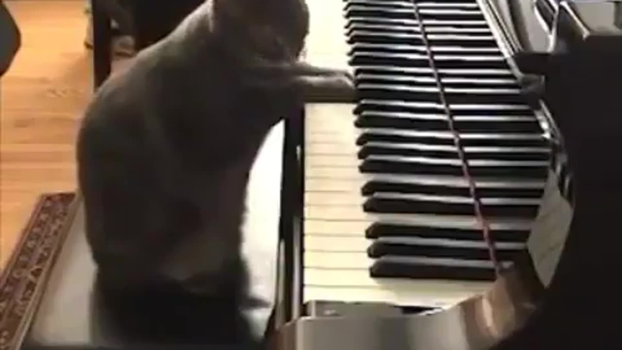 Cat playing a piano