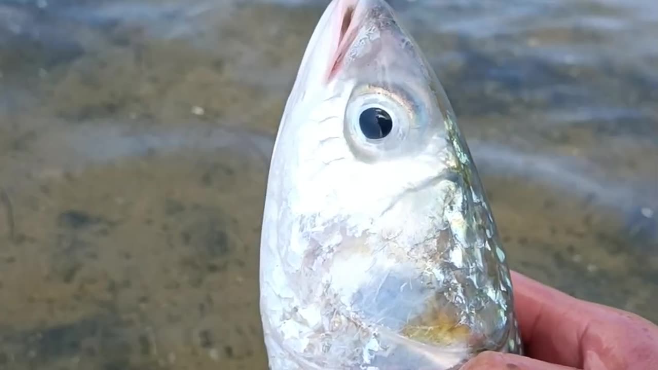 Mullet fishing