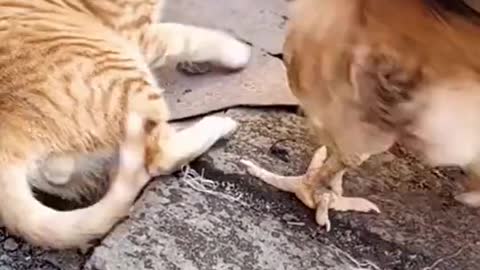 Don’t mess with the cat