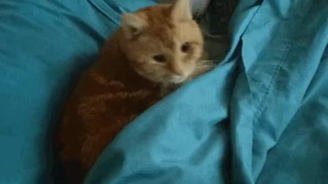 Cute Cat Gif