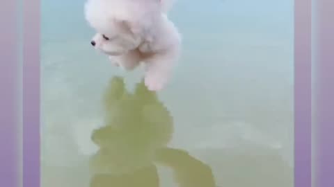Cute dog moments Compilation