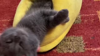 Concerned Human Wakes Slumbering Kitten