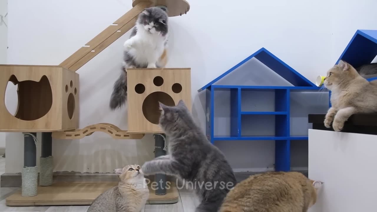 animal funny