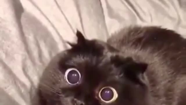 Funny cat with big eyeballs