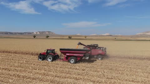 Combine emptying into grain cart