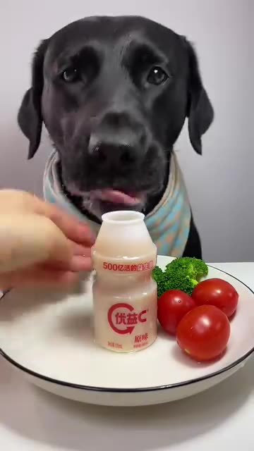 Happy New Year from our lovely puppy