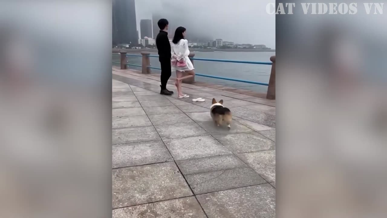 Best Funny Cats and Dogs | Funny Animal Videos 2023-Funniest Animals 2023
