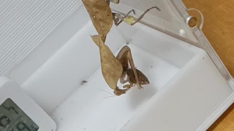 A leaf mantis eating a croachoach