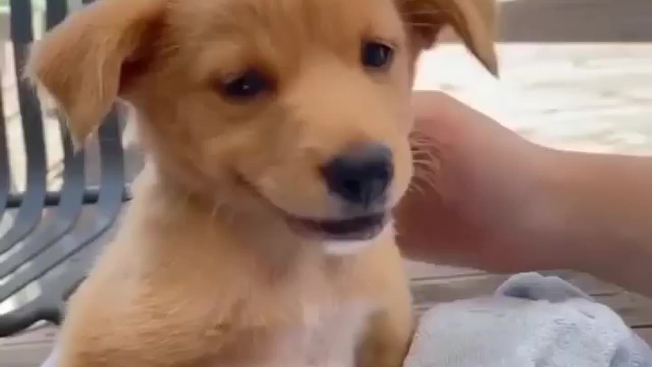 The cutest little pup on the planet 🥺 dogs funny videos