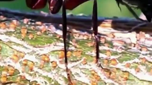 Ants' Intelligence: Learn from it