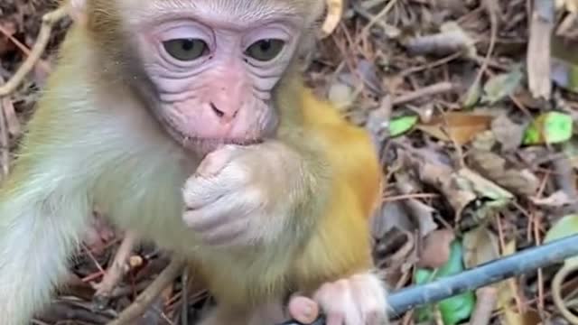 # monkey # Thank you for attention