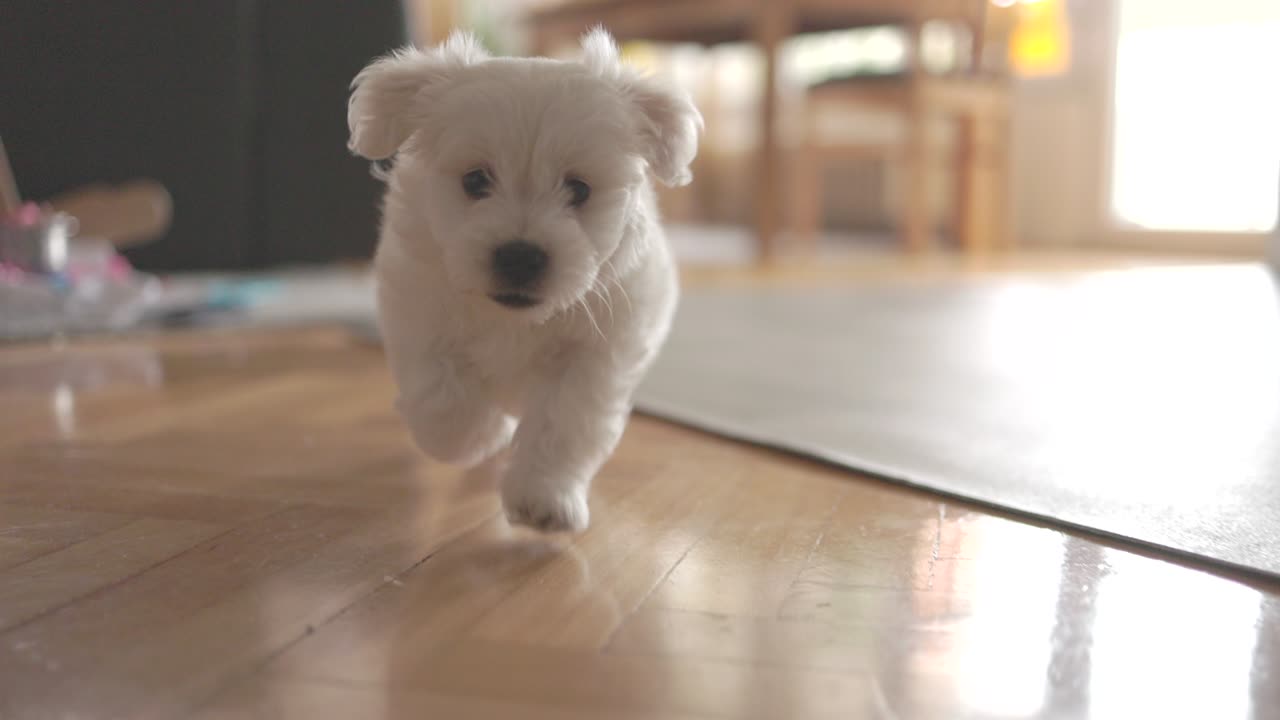 Bouncing Bichon: A Delightful Dash through the Home!