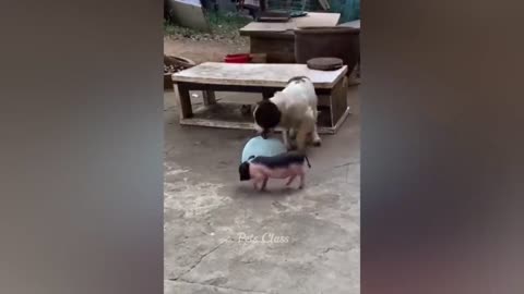 Funny animals