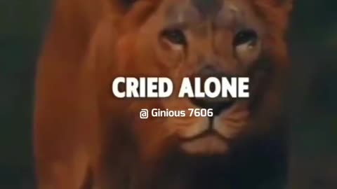 New attitude status and motivational video ||◇