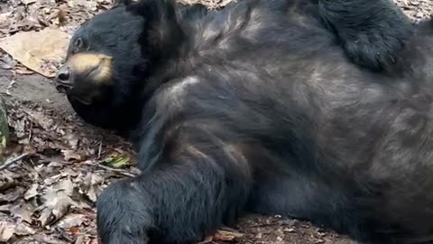 Sleepy Bear Tempts Belly Rubs