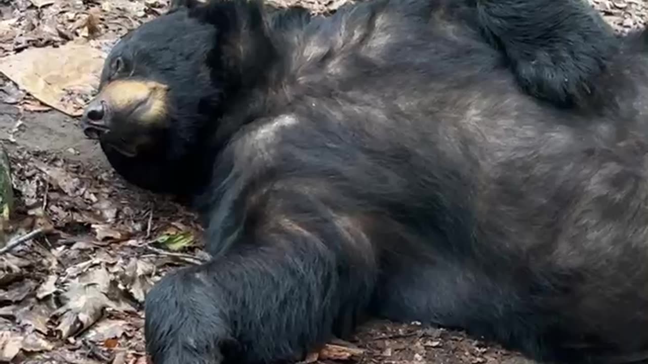 Sleepy Bear Tempts Belly Rubs