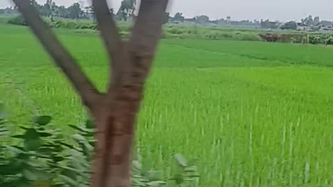 Greenery