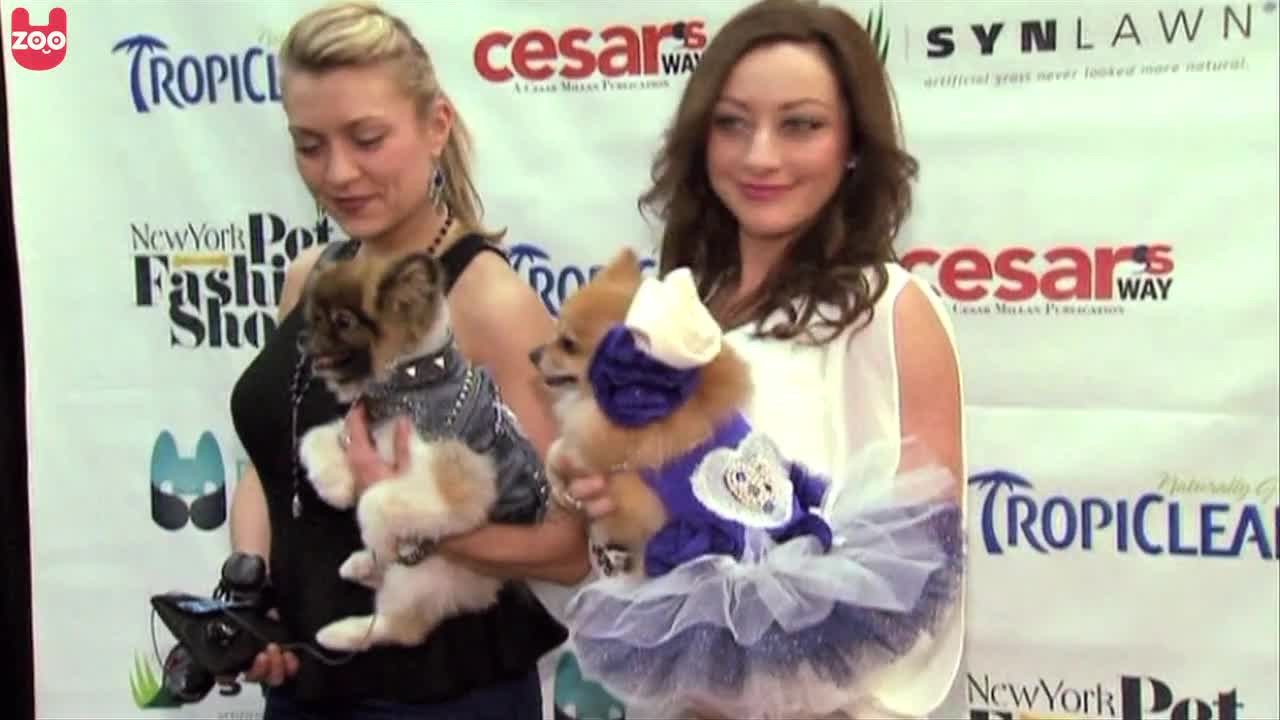 Canine Catwalk