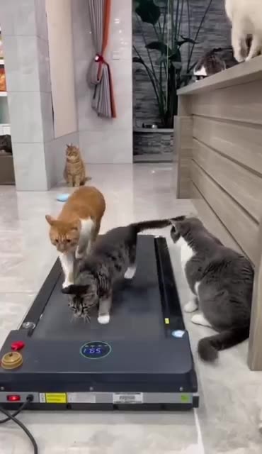 They think they are going somewhere 😂 || Cat Video || Funny Video