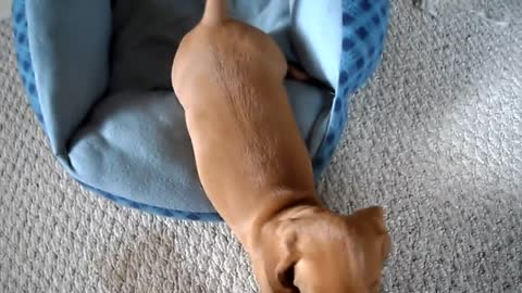 Peanut, the mini dachshund, trying to wake up