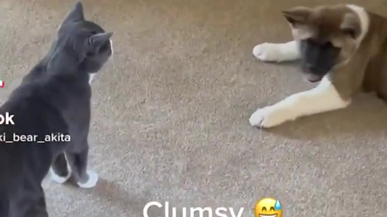 The Most Hilarious Compilation of Animal Fails You'll Ever See