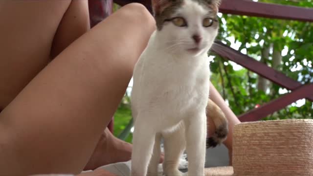 Need to relax ? These funniest cat videos are for you!! Funniest cat reaction