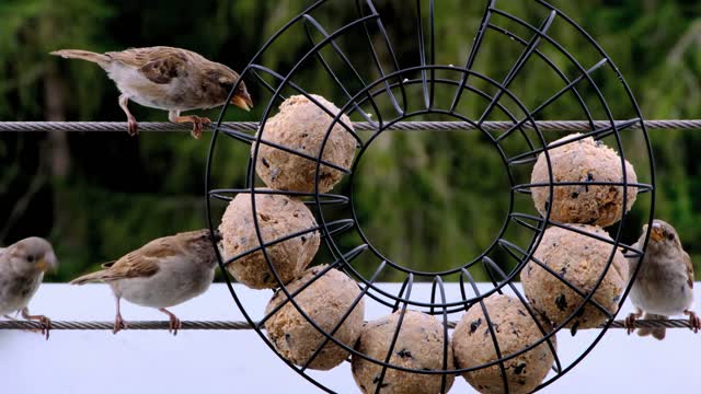 Bird feeds