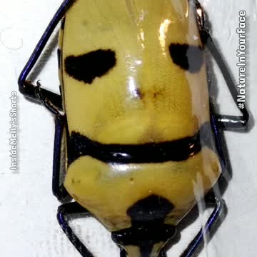 Man-Faced Beetle