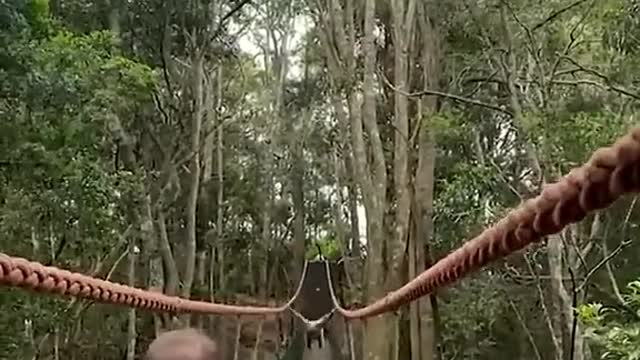 Gibbon Ape Casually Swings Over Family