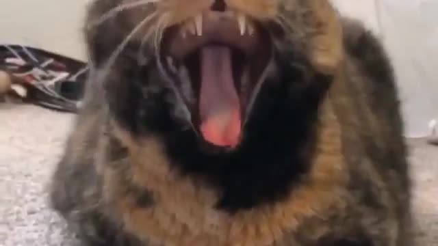 The voice of a yawning cat