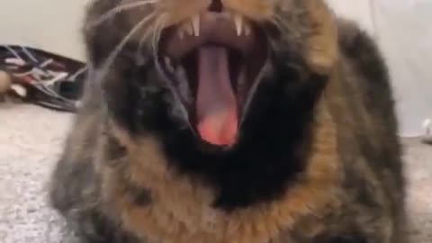 The voice of a yawning cat