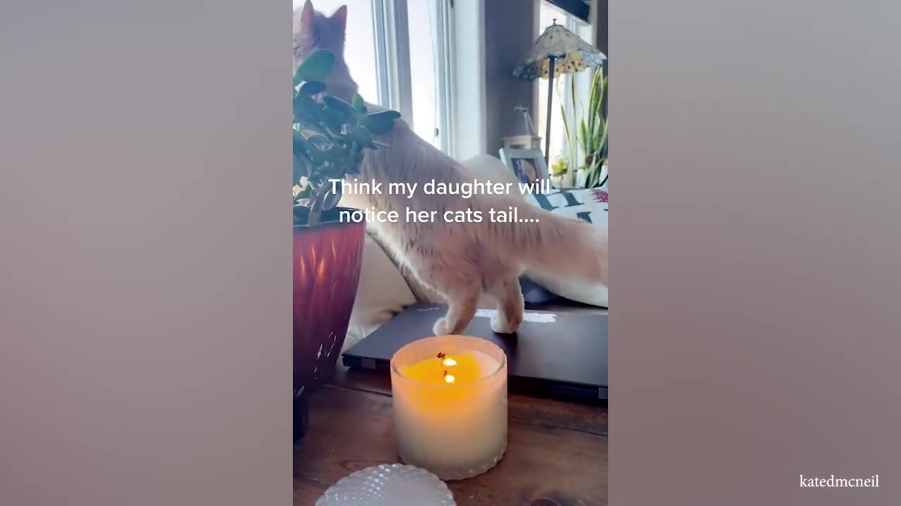 Funny video dogs and cats