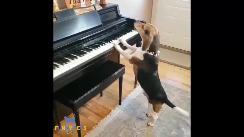 Dog play piano 😂