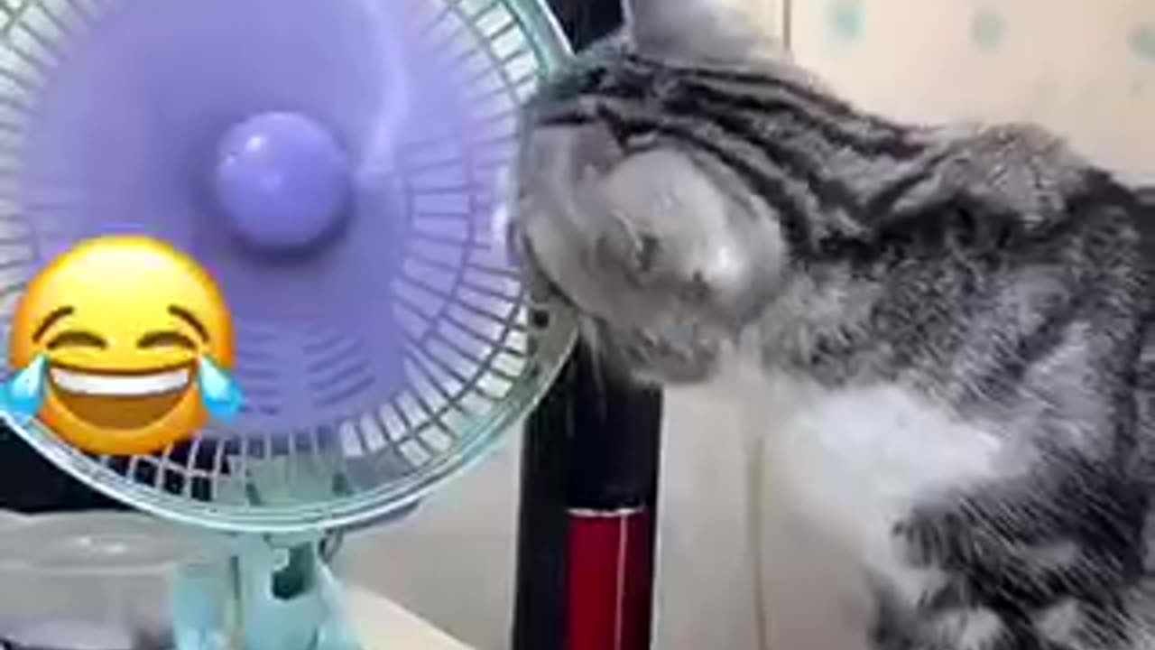 So cute cateoo # funny cate catoo #catezoo funny animals cte cate #