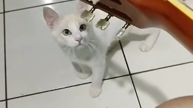 Cat Can't Stand Strums