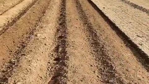 Crc vídeos curiosos