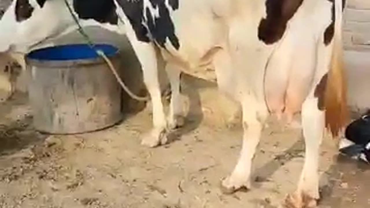 Dairy cows Pakistan