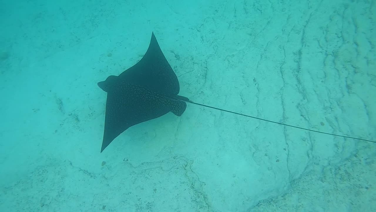 Eagle Ray in Bermuda