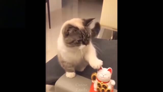 Cute And Funny Cat...