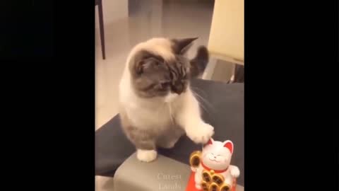 Cute And Funny Cat...