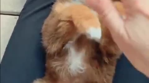super cute doggy 😍