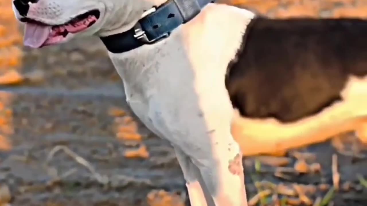 Dog training video