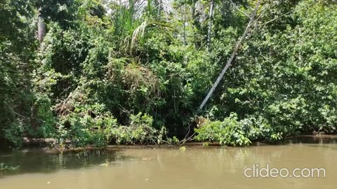 Parque Nacional Tortuguero, Costa Rica.