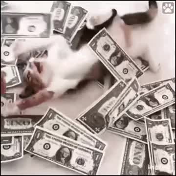 Cute Cat Money Gif! 🥰💗🐈💰