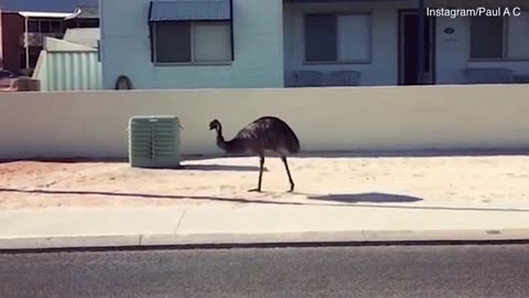 Hilarious moment an emu takes a tumble sprinting down a footpath... before getting straight back up